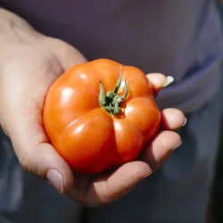 写真:手にトマトを持っている